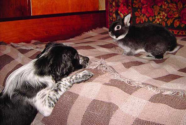 Кнопа и кролик